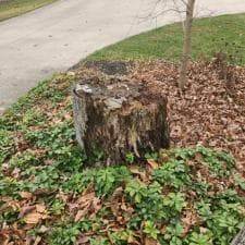 Hoagland Stump Gridning 7